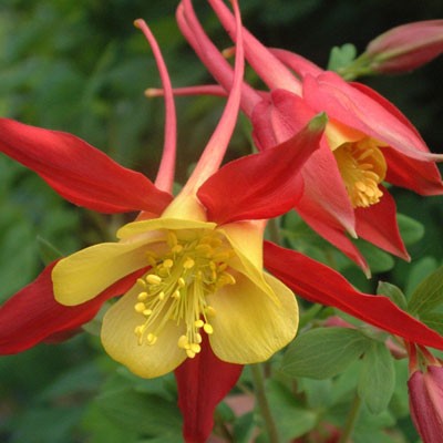 AQUILEGIA Caerulea-Hybr. Koralle (1453)